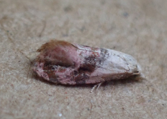 Tortricoidea