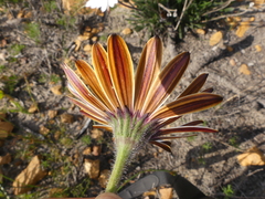 Dimorphotheca