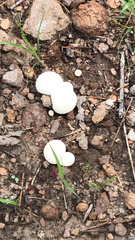 Lycoperdon