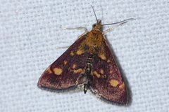 Pyrausta aurata