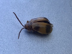 Monocesta coryli