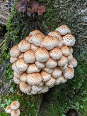 Pholiota squarrosa