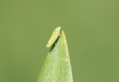Graphocephala versuta