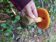 Boletus subvelutipes