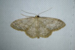 Idaea biselata