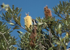 Anthochaera chrysoptera