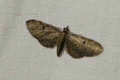 Eupithecia tenuiata