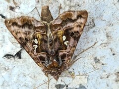 Autographa pulchrina