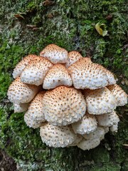 Pholiota squarrosa