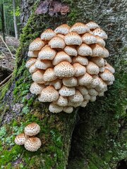 Pholiota squarrosa