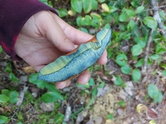 Boletus subvelutipes