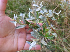 Salix repens