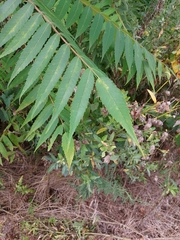 Rhus typhina
