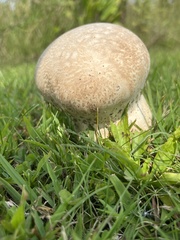 Calvatia cyathiformis