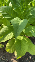 Nicotiana tabacum