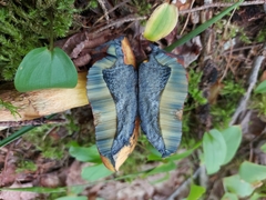 Boletus subvelutipes