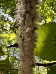 Grylloprociphilus imbricator