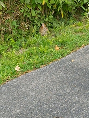 Leporidae