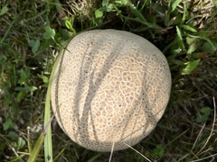 Calvatia cyathiformis