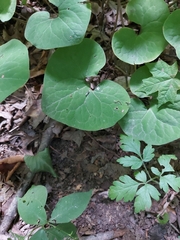 Asarum canadense