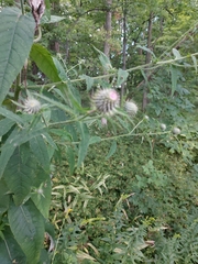 Cirsium altissimum