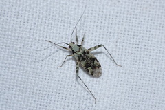 Phytocoris tiliae