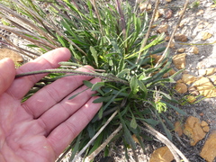 Dimorphotheca