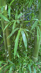 Phyllostachys aurea