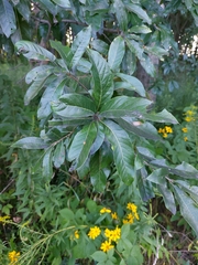 Quercus imbricaria