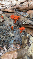 Cantharellus cinnabarinus