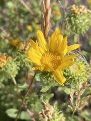 Grindelia squarrosa