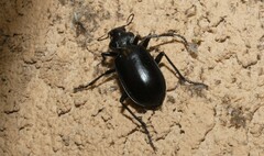 Calosoma