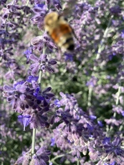 Bombus