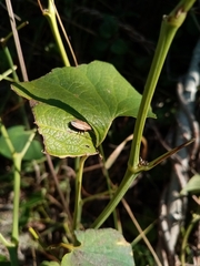 Aelia acuminata