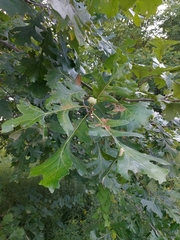 Quercus macrocarpa