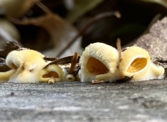 Phyllotopsis nidulans