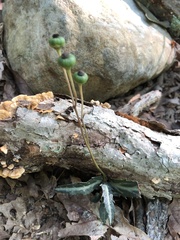Chimaphila maculata