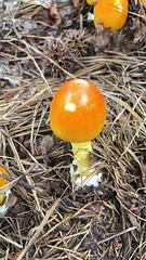Amanita