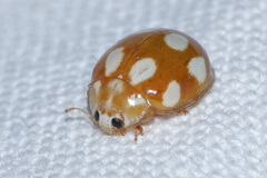 Calvia decemguttata