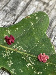 Neuroterus albipes