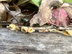 Phyllotopsis nidulans