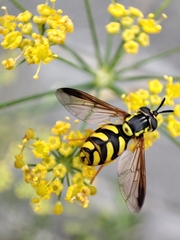 Chrysotoxum intermedium