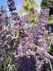 Bombus