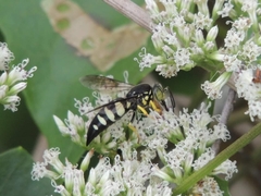 Bicyrtes quadrifasciatus