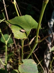 Aelia acuminata