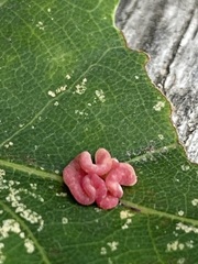 Neuroterus albipes