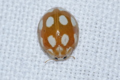 Calvia decemguttata