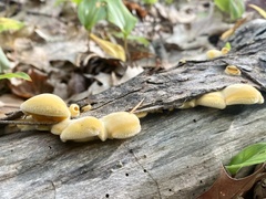 Phyllotopsis nidulans