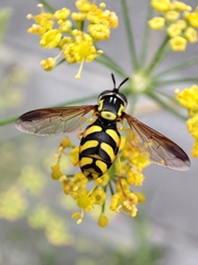 Chrysotoxum intermedium
