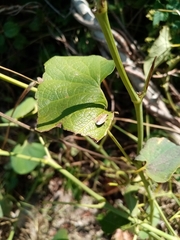Aelia acuminata